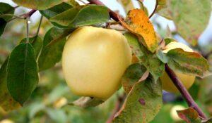 Яблоня домашняя "Treboux" (Malus domestica "Treboux")