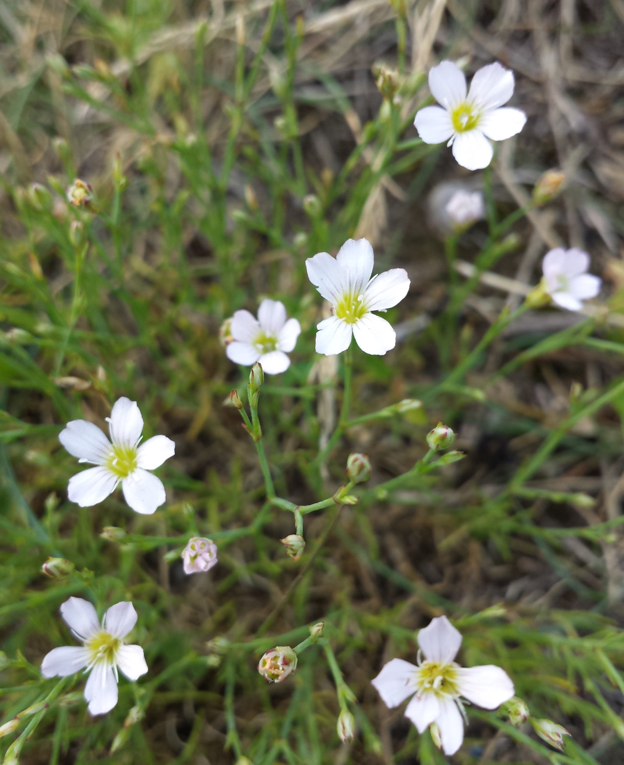 Petrorhagia saxifraga
