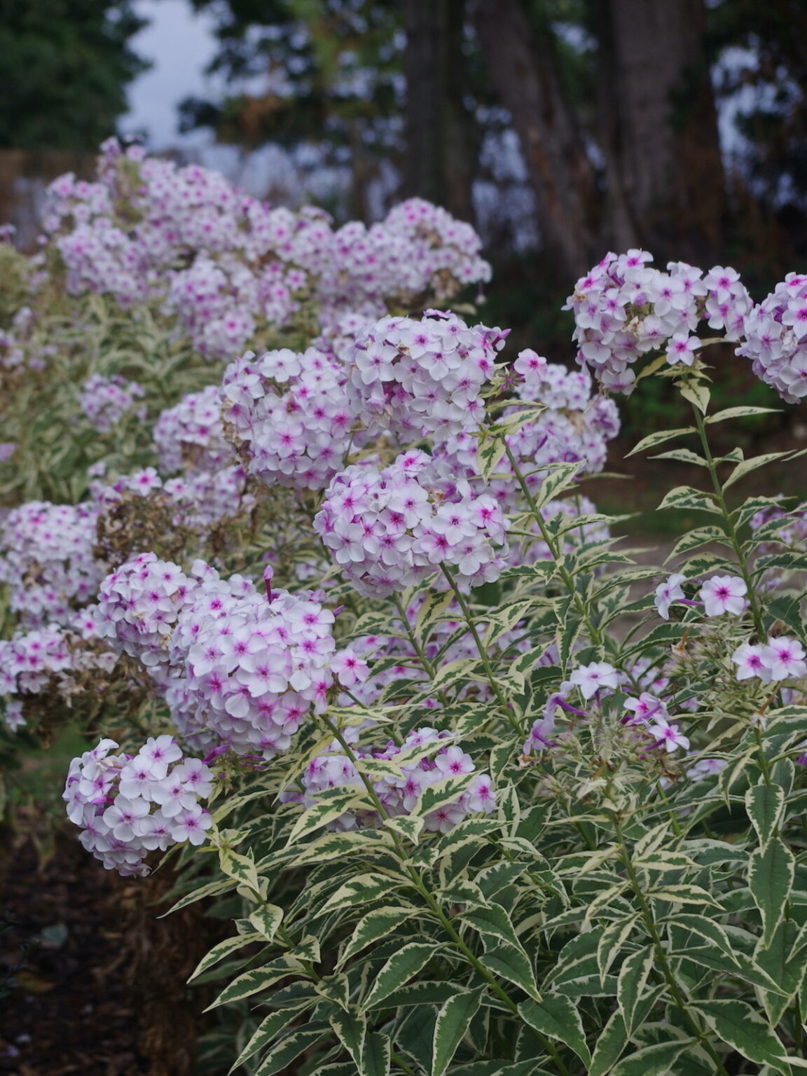 Flioksas "Norah Leigh" (Phlox paniculata), 2 l vazonas