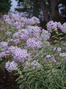 Phlox paniculata "Norah Leigh" 2L
