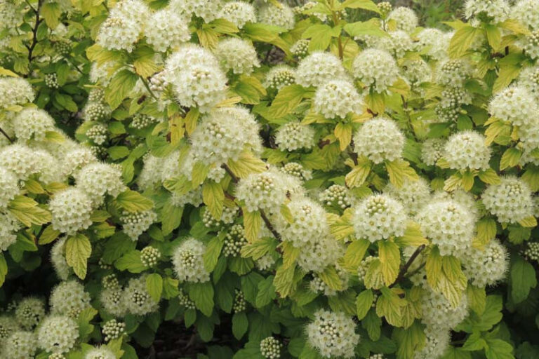 Lännenheisiangervo Physocarpus opulifolius
