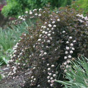 Physocarpus opulifolius "Summer Wine"