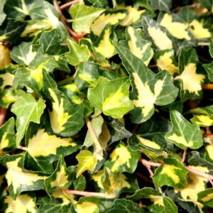 Hedera helix "Goldheart"