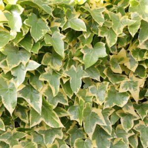 Hedera helix "Goldchild"