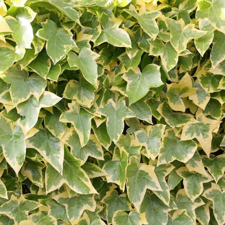 Hedera helix "Goldchild"