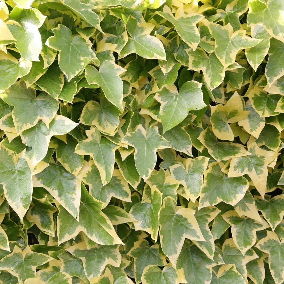 Hedera helix "Goldchild"