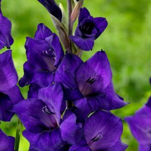 Gladiolus lilla