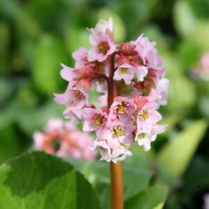 Bergeenia (Bergenia cordifolia) "Baby Doll" väike