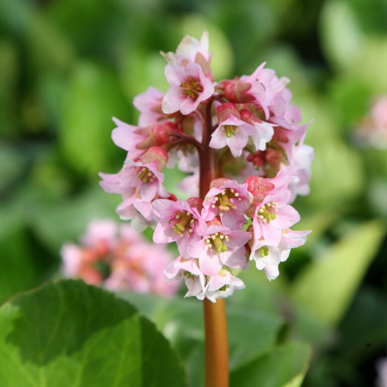 Bergeenia (Bergenia cordifolia) "Baby Doll" väike
