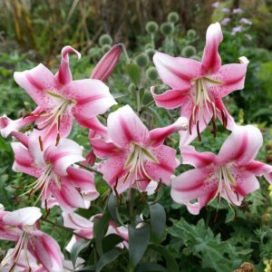 Lilium "Anastasia"