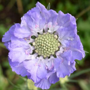 Scabiosa caucasica "Perfecta Mid Blue"