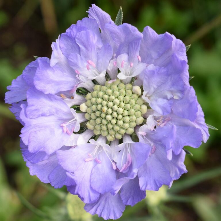 Scabiosa caucasica "Perfecta Mid Blue"