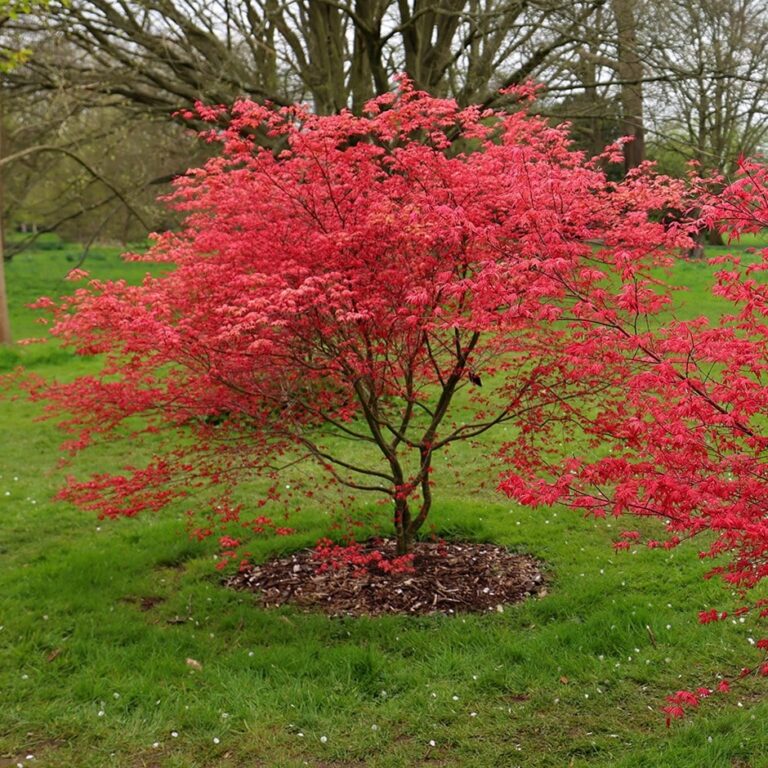 Acer palmatum "Beni-Maiko"