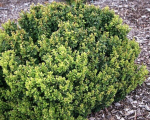Berberis thunbergii "Green Cloud" 20 cm pot