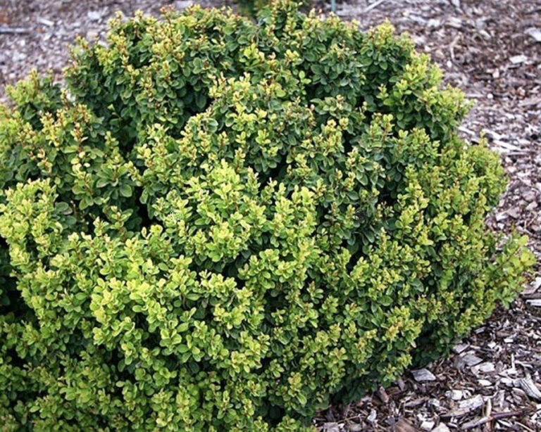 Berberis thunbergii "Green Cloud" 20 cm pott