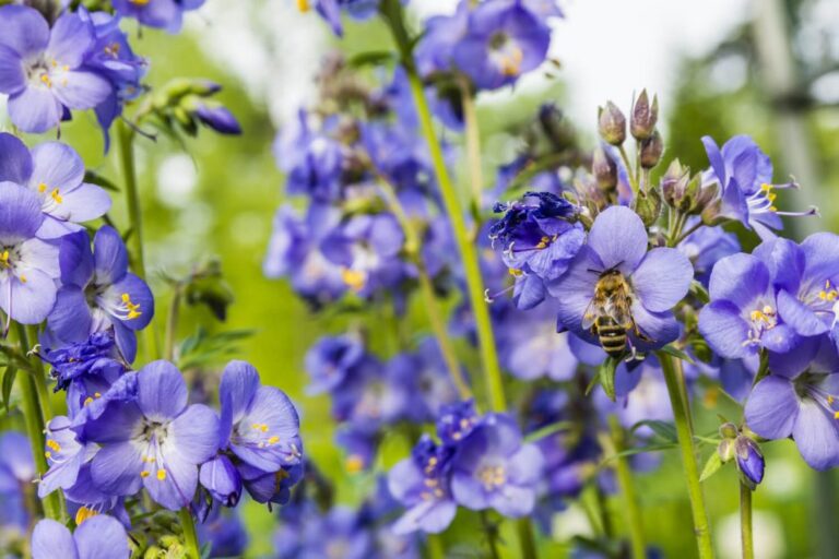 Polemonium caeruleum
