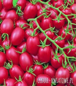 Solanum l. "Malinowy Kapturek"