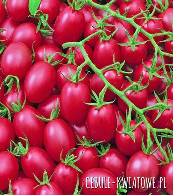 Solanum l. "Malinowy Kapturek"