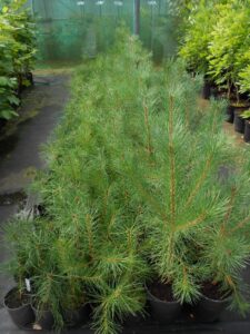 Pinus sylvestris
