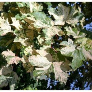 Acer pseudoplatanus "Prince Camille de Rohan"