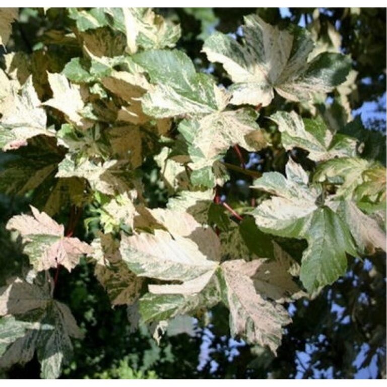 Acer pseudoplatanus "Prince Camille de Rohan"