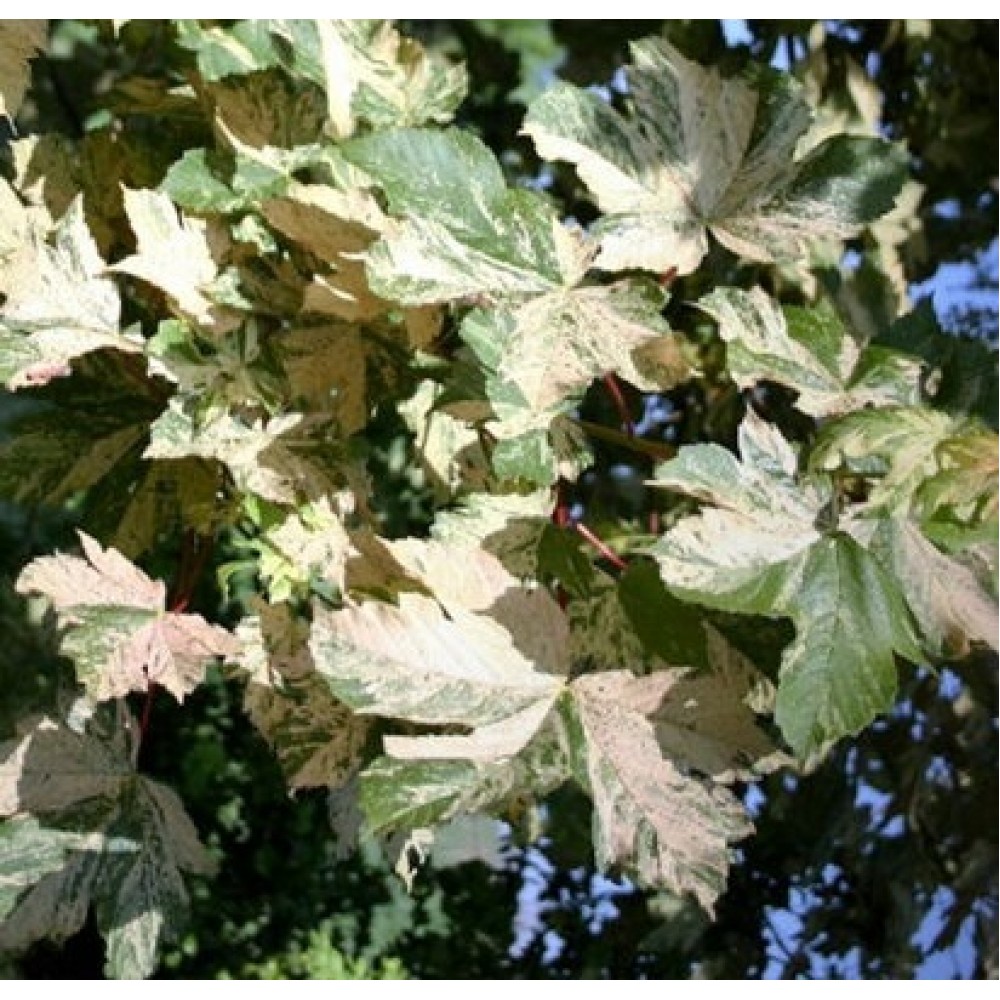 Acer pseudoplatanus "Prince Camille de Rohan"
