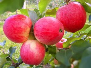 Яблоня домашняя "Ранетка красная" (Malus domestica "Ranetka Krasnaya")