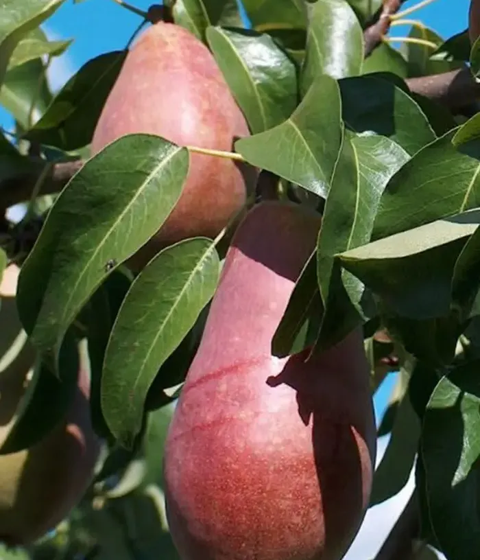 Pyrus communis "Selija"