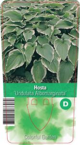 Hosta undulata "Albomarginata" 1 L