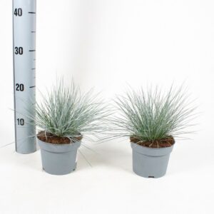 Blue fescue Festuca glauca