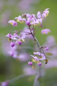 Thalictrum Delavayi 1 L pott
