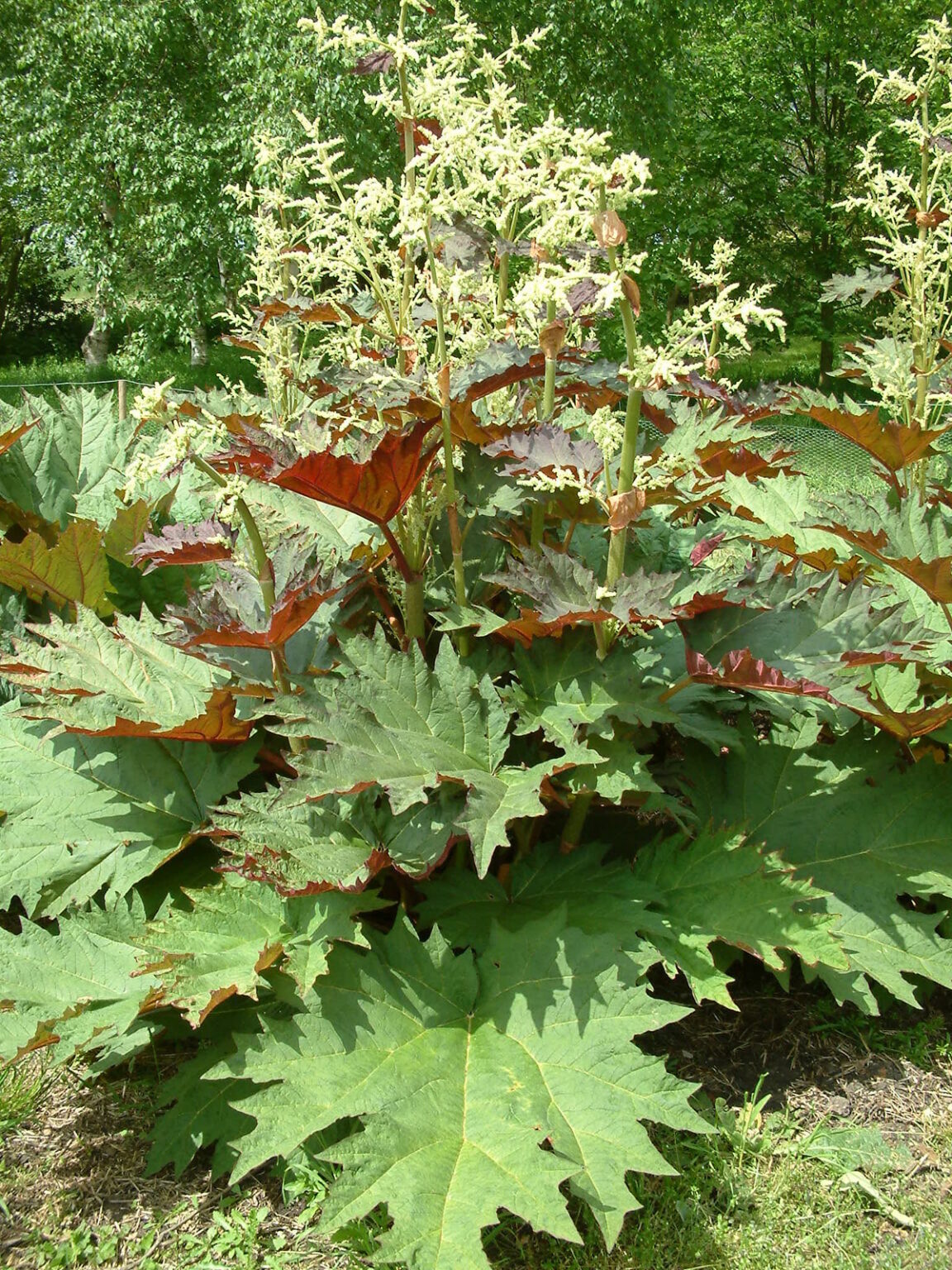 Rheum palmatum var. tanguticum 3L