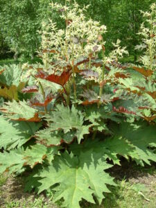 Rheum palmatum var. tanguticum 3L