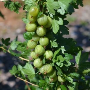 Ribes uva-crispa "Rodnik"