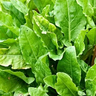 Щавель (Rumex)