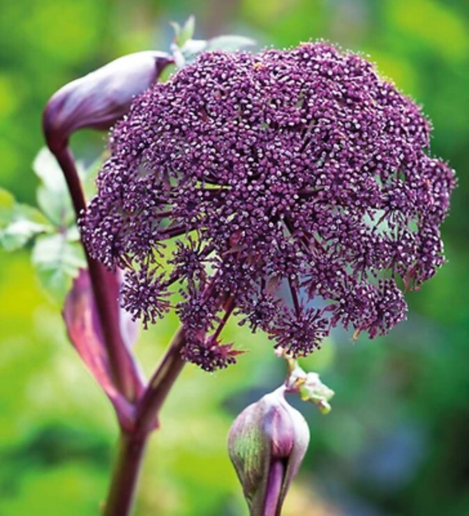 Florist's carrot "Purple kisses" AKONE 1 g