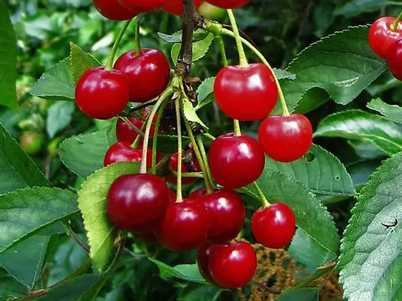 Sour cherry "Sabina"