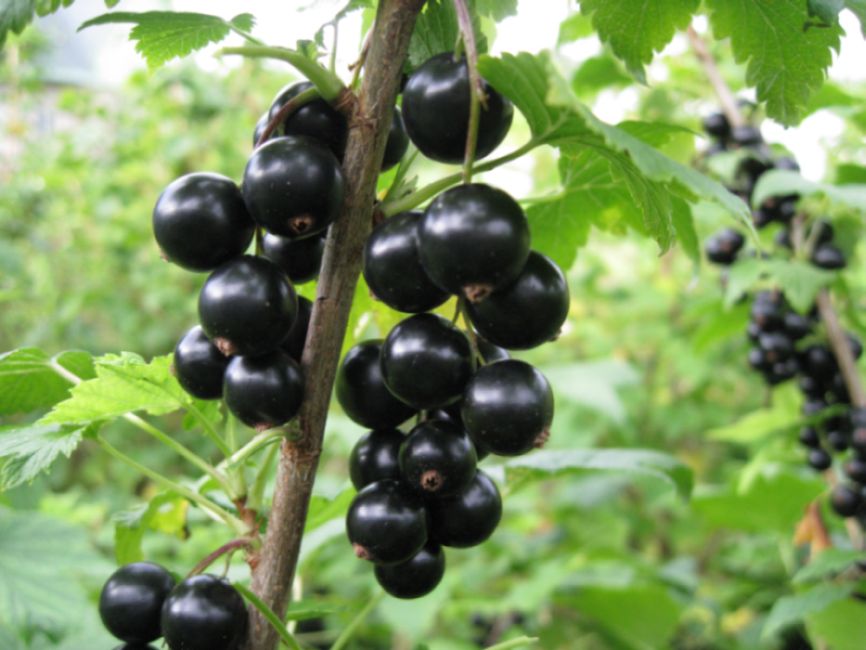 Ribes nigrum "Sjuita Kijevskaja"