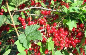 Ribes rubrum "Jonkheer van Tets" pieni