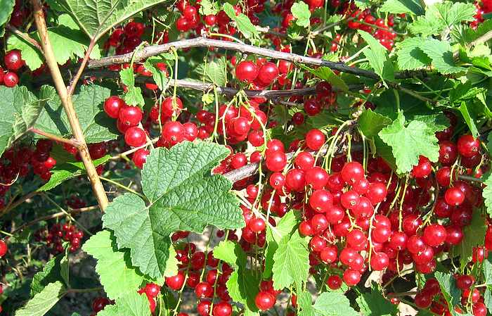 Redcurrant "Jonkheer van Tets" small