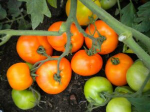Solanum l. "Siive"