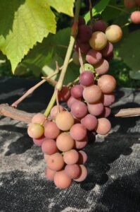 Vitis vinifera "Širvinta"
