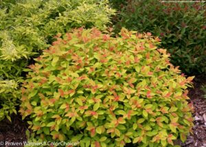 Spiraea japonica "Tracy" 20 cm pott