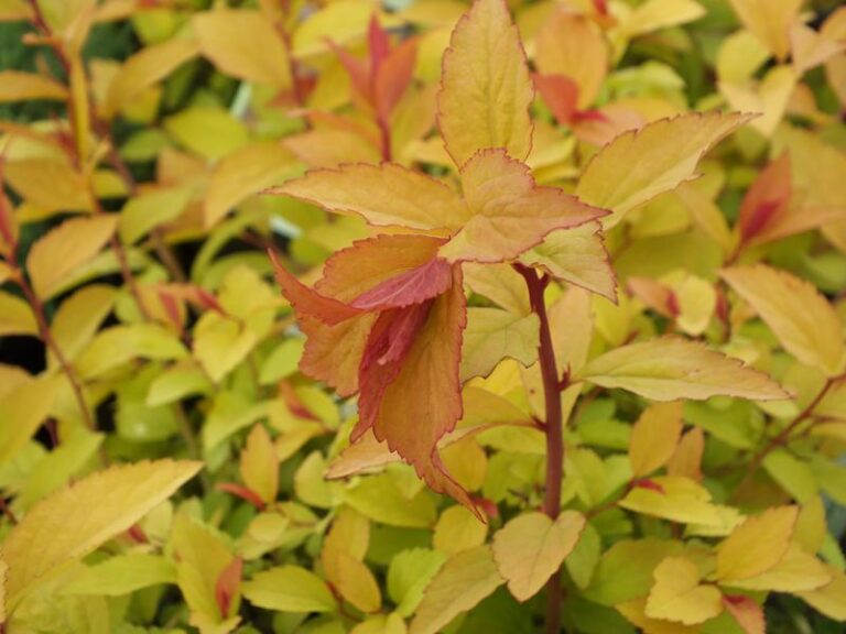 Spiraea japonica "Fire Light" 20-30 cm