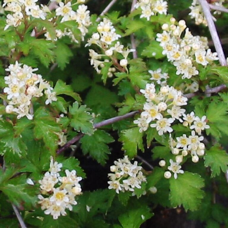 Stephanandra incisa "Crispa", 25 cm ruukku