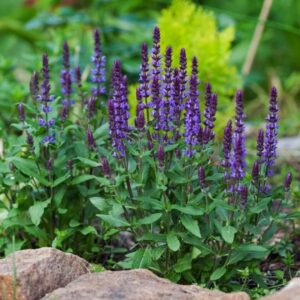 Salvia nemorosa
