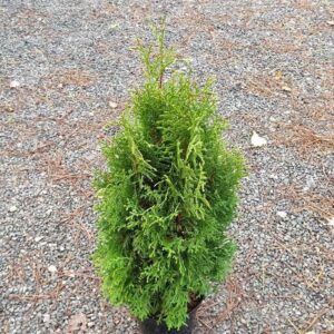Eastern white cedar (Thuja occidentalis) "Holmstrup" 50 cm