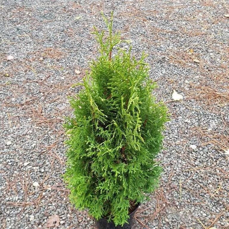 Rietumu tūja "Holmstrup" 50 cm