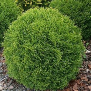 Eastern white cedar (Thuja occidentalis) "Tiny Tim"