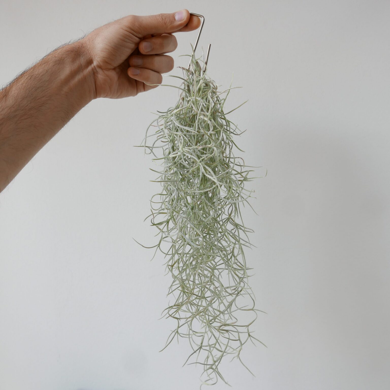 Tillandsia usneoides (espanjansammal)